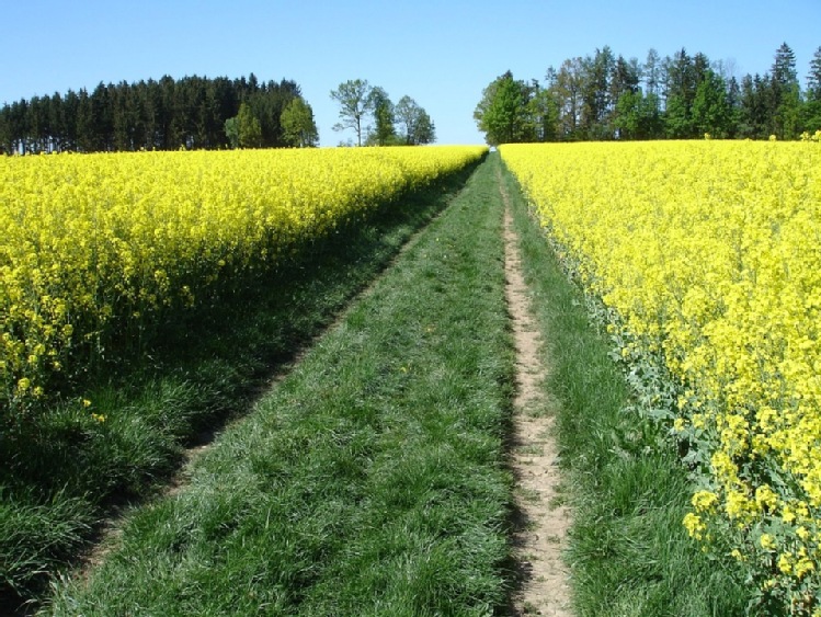 Kiła kapusty w rzepaku